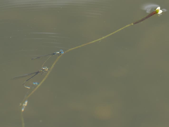 Austroagrion watsoni (Eastern Billabongfly) ovip-2.jpg